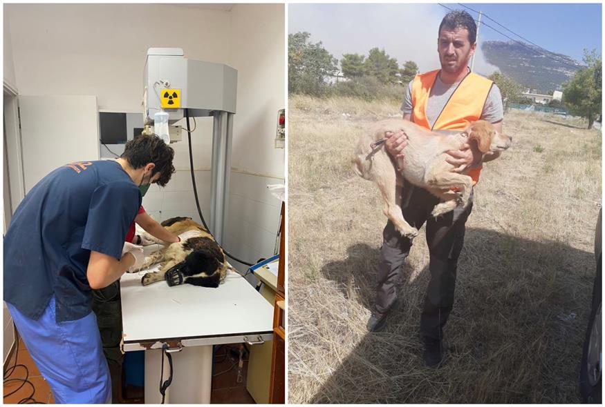 Δεκάδες ζώα διασώθηκαν από το ΔΙΚΕΠΑΖ στη Φυλή