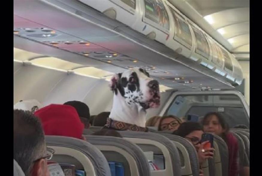Σκύλος σε αεροπλάνο (TIKTOK)