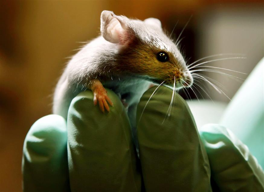 Ποντίκι πειραματόζωο (Associated Press)