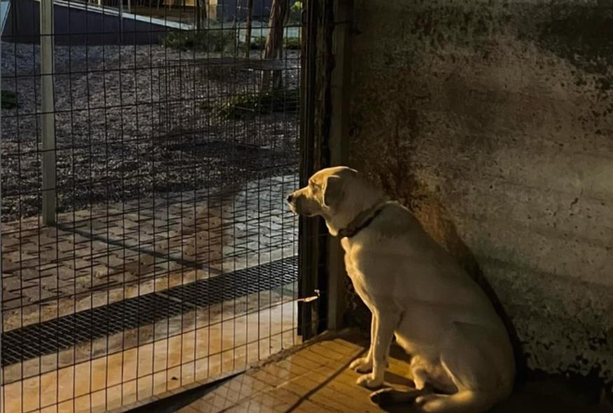 Οργή για την εκκένωση του καταφυγίου ζώων «Σωκράτης» στον Βοτανικό