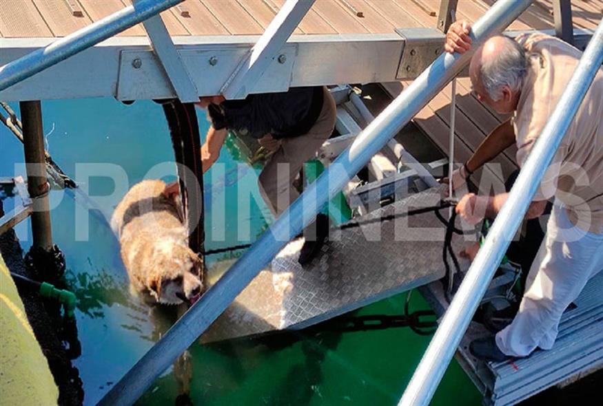 Άνδρας στην Καβάλα κλώτσησε αδέσποτο σκύλο και τον έριξε στη θάλασσα (proininews.gr)