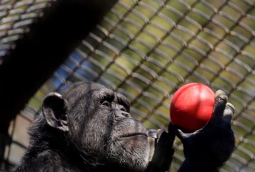 Χιμπατζής (AP Photo/Ben Margot)