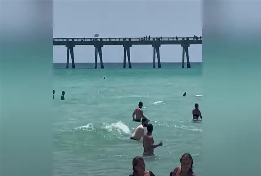 Καρχαρίας σε παραλία στη Φλόριντα