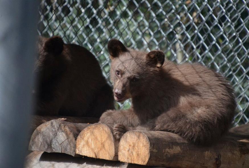 Αρκουδάκια / Joe Lewandowski/Colorado Parks and Wildlife via AP