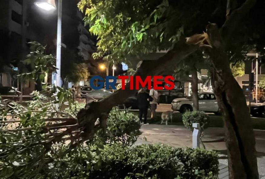 Έπεσαν δέντρα στην Καλαμαριά (grtimes.gr)