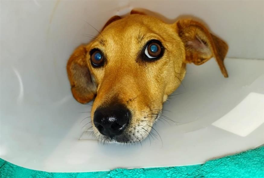 Κρήτη: Ακραία κακοποίηση σκύλου(Facebook)