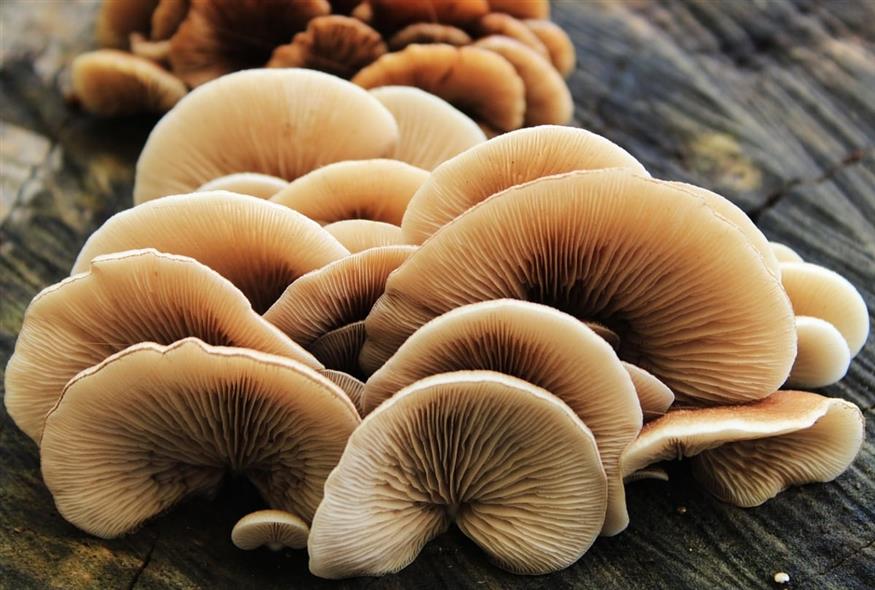 Πηγή φωτογραφίας: pixabay.com