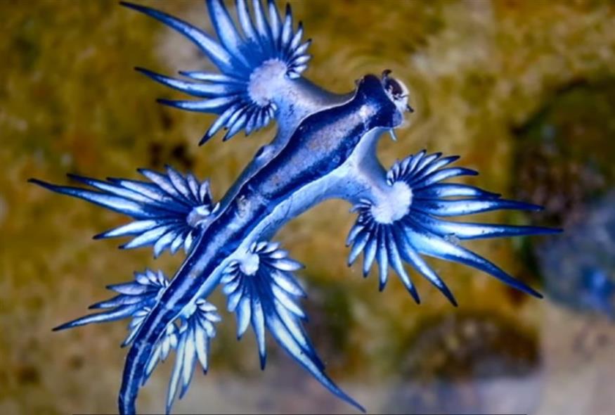 Το Glaucus atlanticus (Πηγή φωτο: screenshot/Youtube)