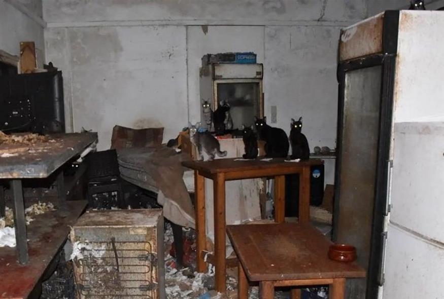 Γάτες ζούσαν σε άθλιες συνθήκες χωρίς φαγητό και φροντίδα