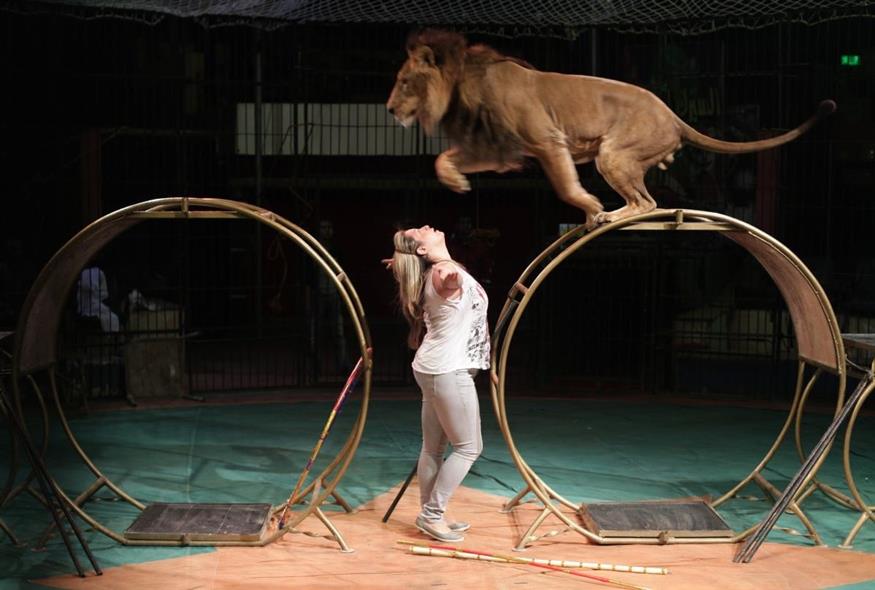 Λιοντάρι σε τσίρκο (φωτογραφία αρχείου/ Associated Press)