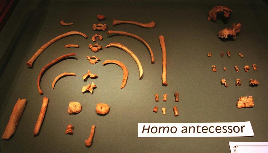 Homo antecessor (Φωτο Αρχείου)/(AP Photo/Denis Doyle)