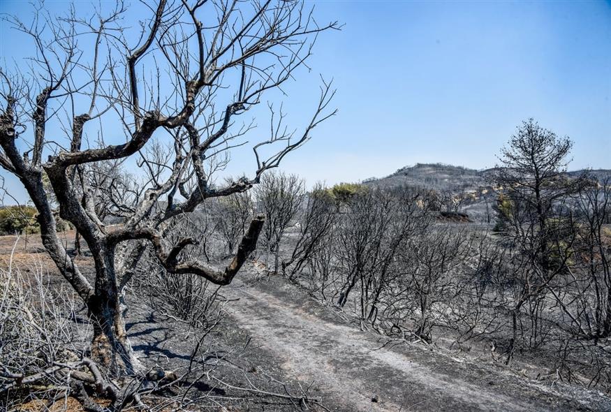 Φωτιά στην Αχαΐα (EUROKINISSI)