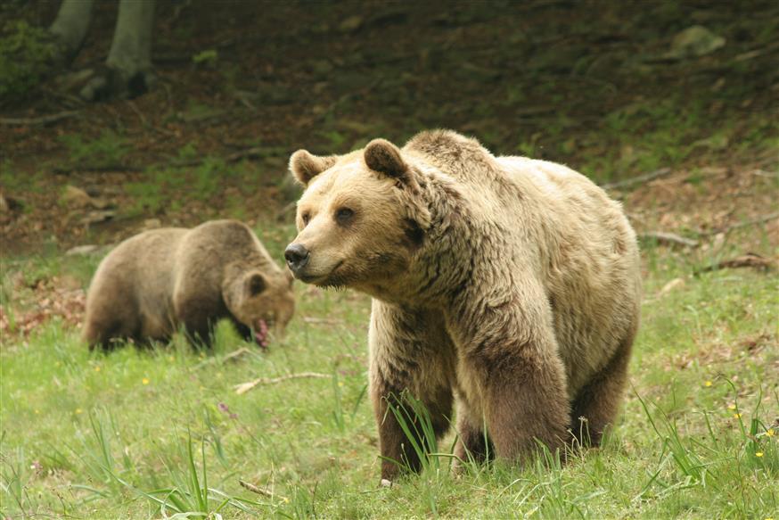 Αρκούδες στον «Αρκτούρο»/Eurokinissi
