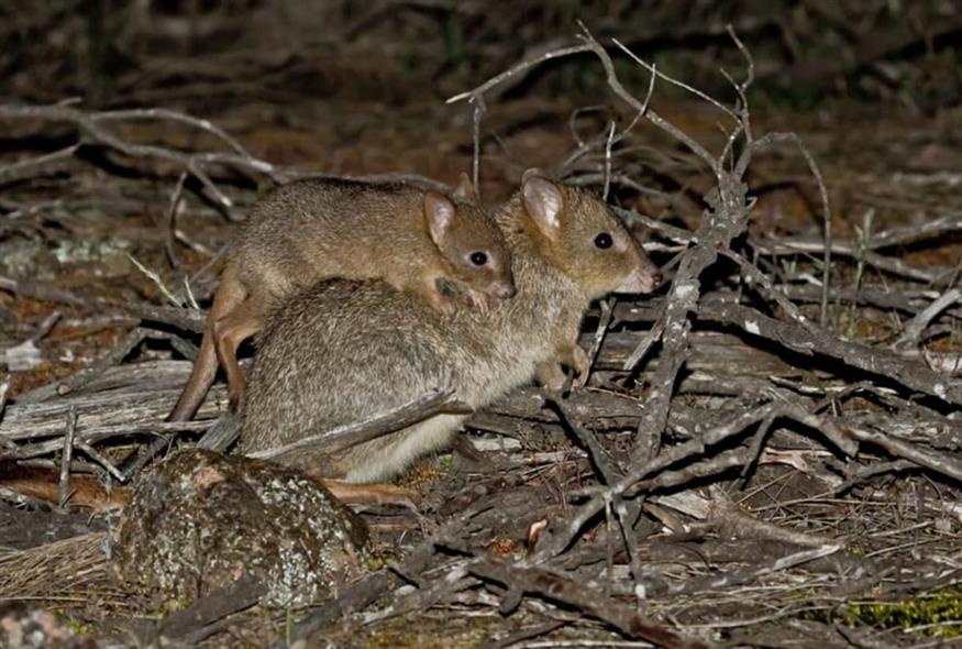 Μπετόνγκ (John Lawson / WWF-Aus) Μπετόνγκ (John Lawson / WWF-Aus)