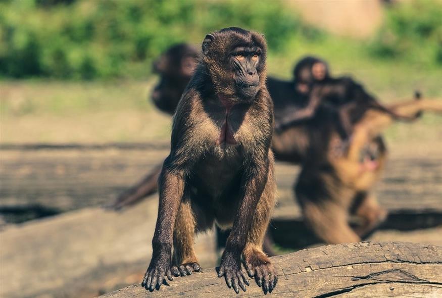 Πίθηκοι - Φωτογραφία αρχείου (Pixabay)