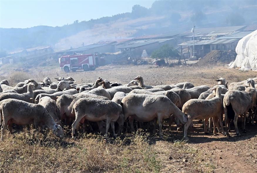 Πρόβατα (Βασίλης Παπαδόπουλος/Eurokinissi)