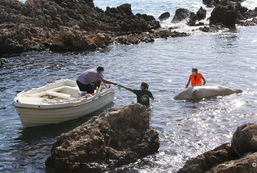 Νεκρή μεσογειακή φώκια στη Σάμο Νεκρή μεσογειακή φώκια στη Σάμο