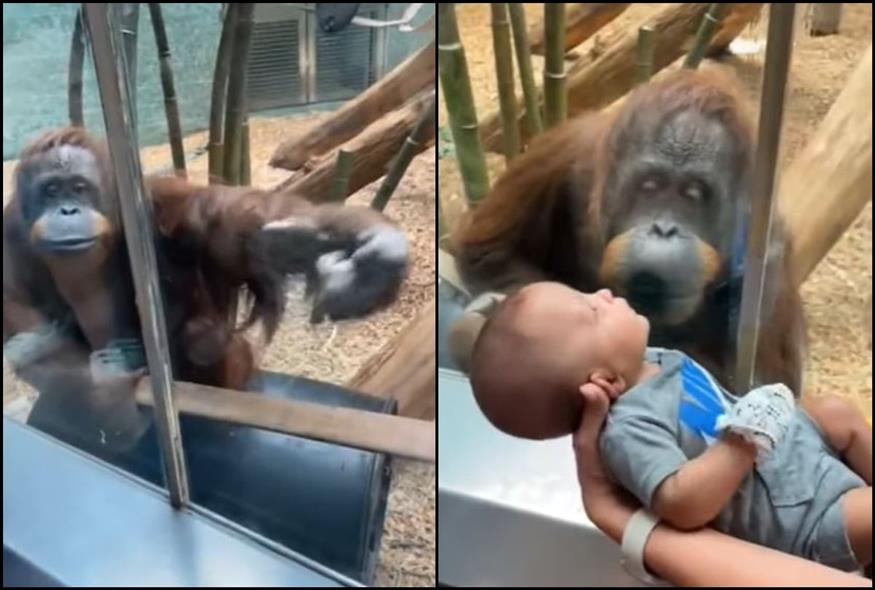 Ουρακοτάγκος ζητούσε επίμονα να δει από κοντά ένα μωρό (Youtube/Screenshots)
