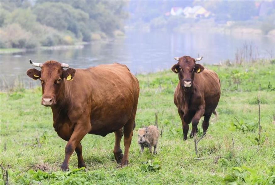 Κοπάδι αγελάδων… υιοθέτησε ένα λιλιπούτειο αγριογούρουνο/Ap Photos