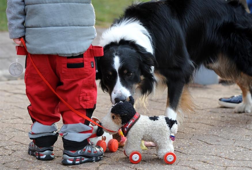 border collies(Πηγή: AP) border collies(Πηγή: AP)