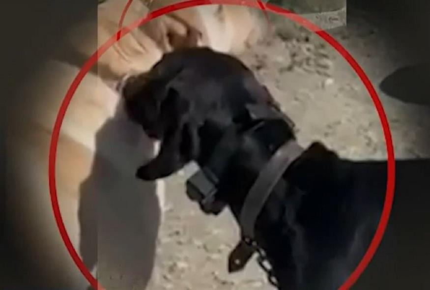 Δίωξη σε βαθμό κακουργήματος και πρόστιμο στον 67χρονο που προκάλεσε ηλεκτροσόκ στον σκύλο του στην Κρήτη (Video Capture)