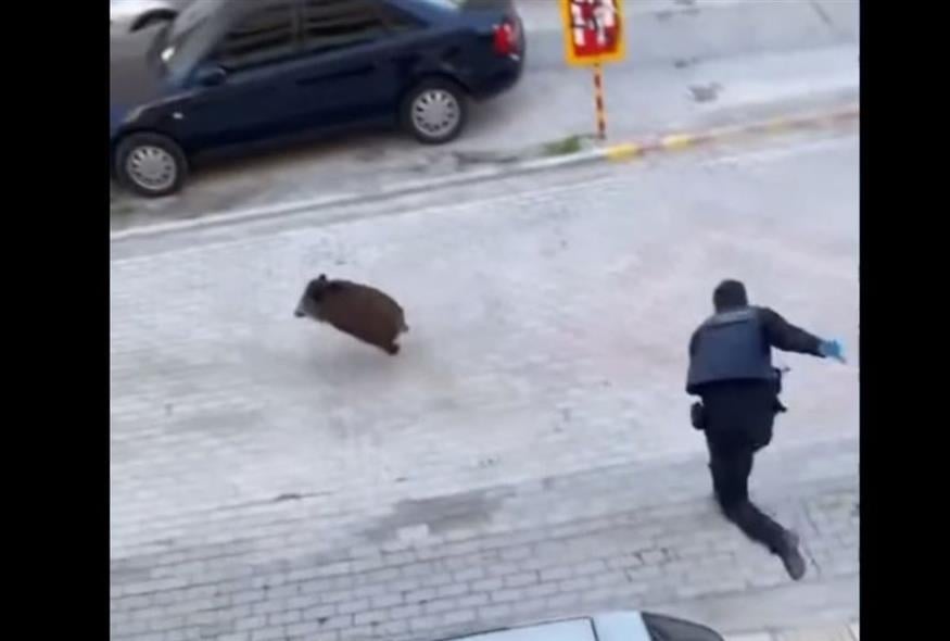 Αστυνομικοί κυνηγάνε αγριογούρουνο στον Εύοσμο (screenshot)