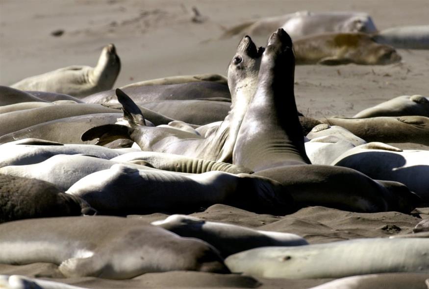 Ανταρκτική (AP)