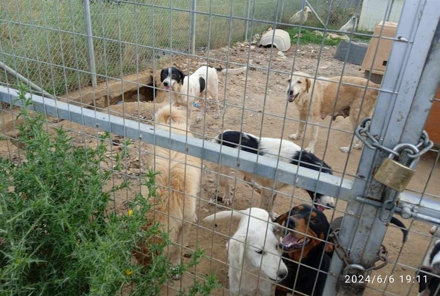 Σκυλιά σε άθλιες συνθήκες στο Αγρίνιο (gallery)