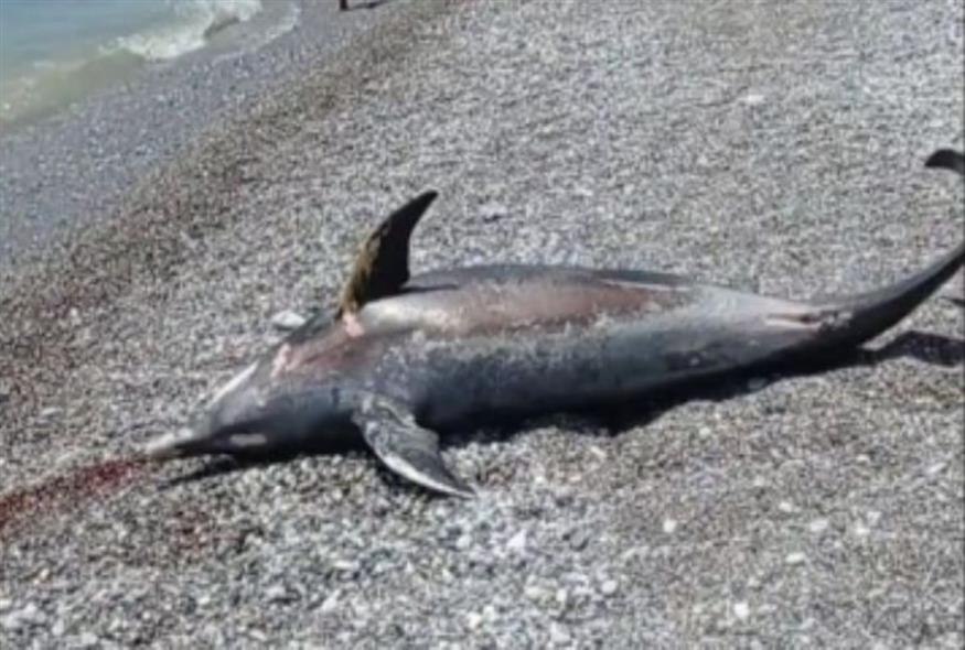 Θλιβερές εικόνες στην Καλαμάτα: Δελφίνι ξεβράστηκε στην ακτή και πέθανε (tharronews.gr)