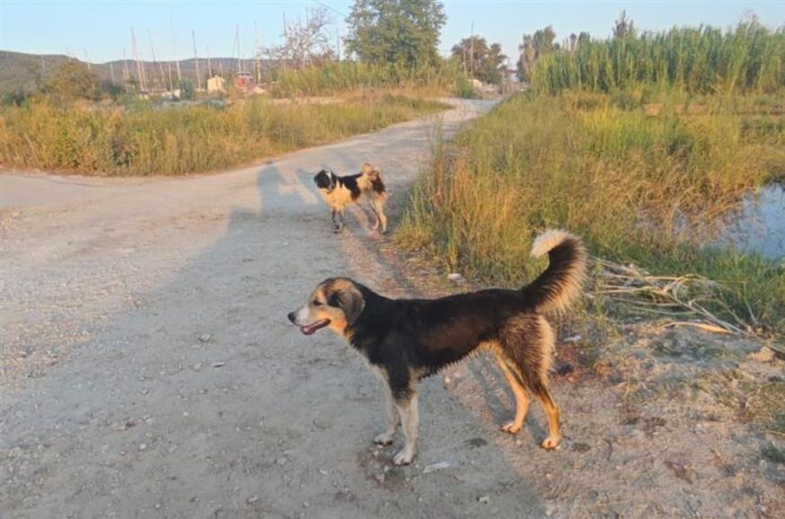 Πήλιο: Γυναίκα ούρλιαζε ζητώντας βοήθεια έπειτα από επίθεση αδέσποτων (gegonotanews.gr)