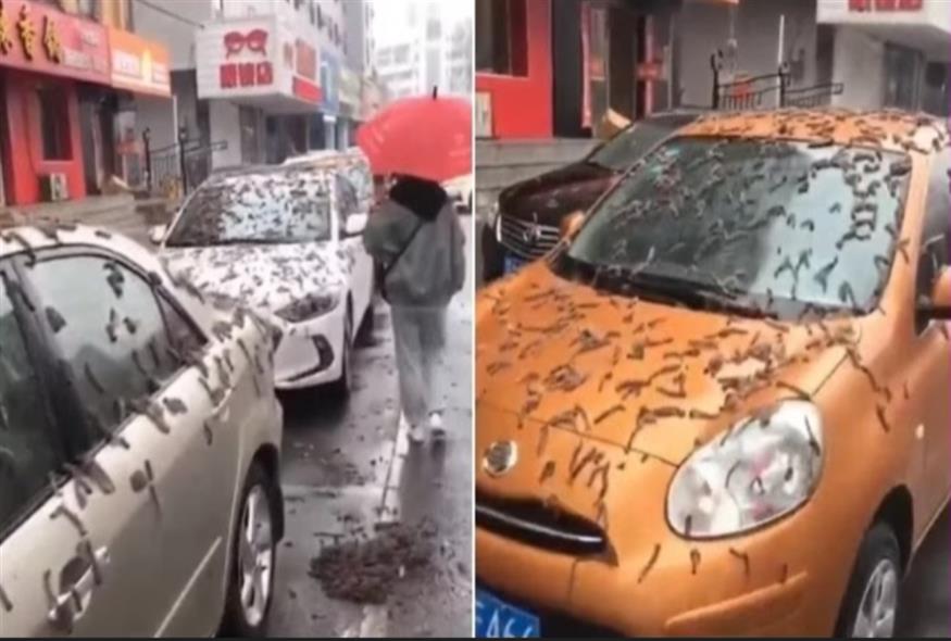 Στο Πεκίνο βρέχει ... σκουλήκια/Video Capture youtube