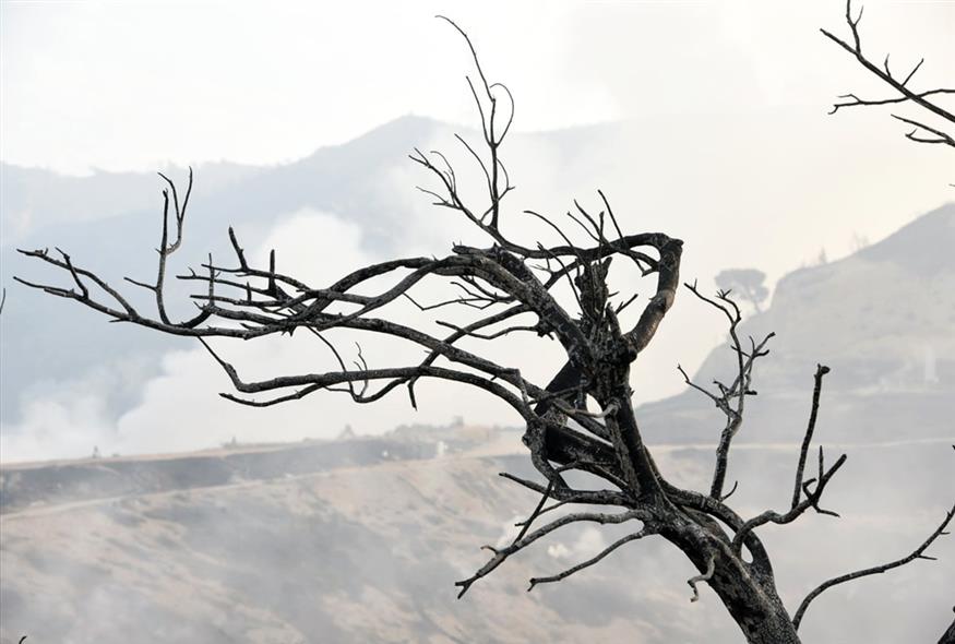 Καμένα σπίτια, απανθρακωμένα δέντρα και δρόμοι: Εικόνες καταστροφής από την Πάτρα (gallery) Καμένα σπίτια, απανθρακωμένα δέντρα και δρόμοι: Εικόνες καταστροφής από την Πάτρα (gallery)