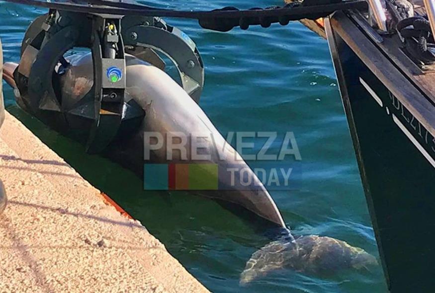 Νεκρό δελφίνι (prevezatoday.gr)