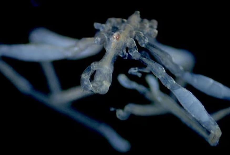 Callipallene pilosuspedes (CNN/Cormac Toler-Scott)