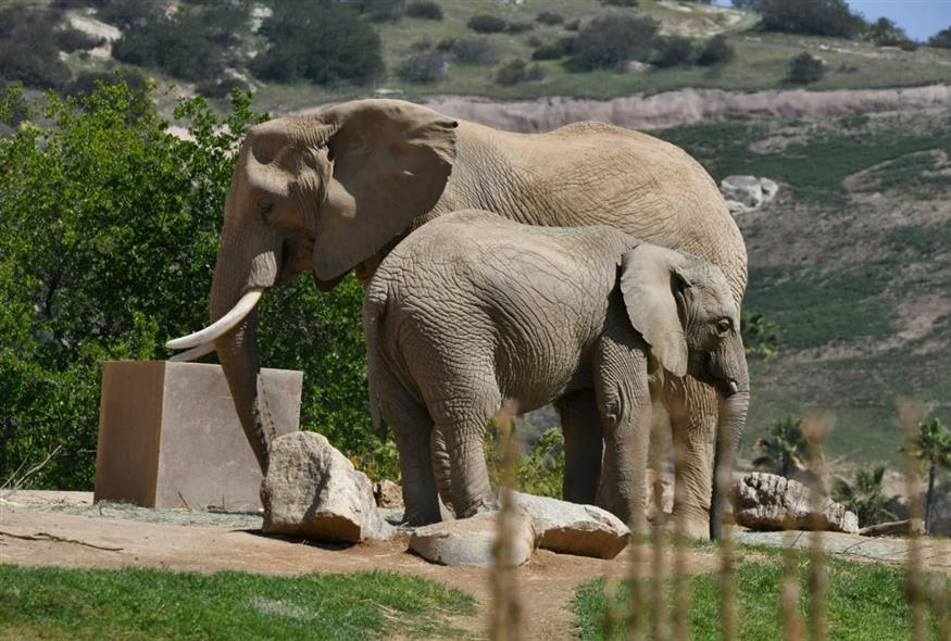 Ελέφαντες (UNSPLASH)