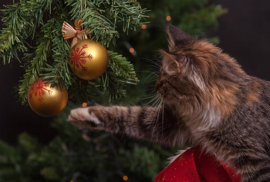 χριστουγεννιάτικο δέντρο/pixabay
