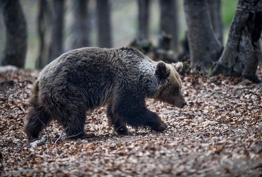 Αρκούδα στο καταφύγιο άγριας πανίδας του Αρκτούρου στο Νυμφαίο (φωτογραφία αρχείου/ Eurokinissi)