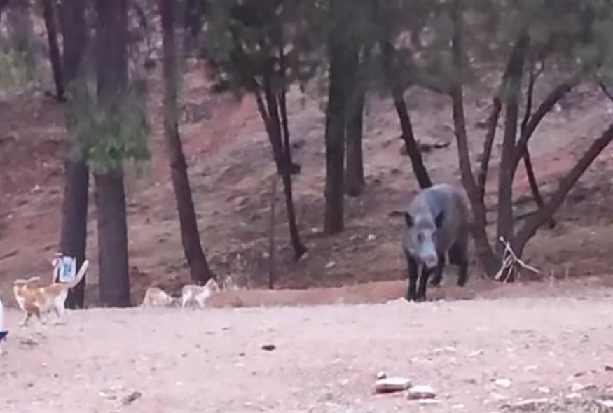 Αγριογούρουνο κάνει βόλτα στο Χαϊδάρι