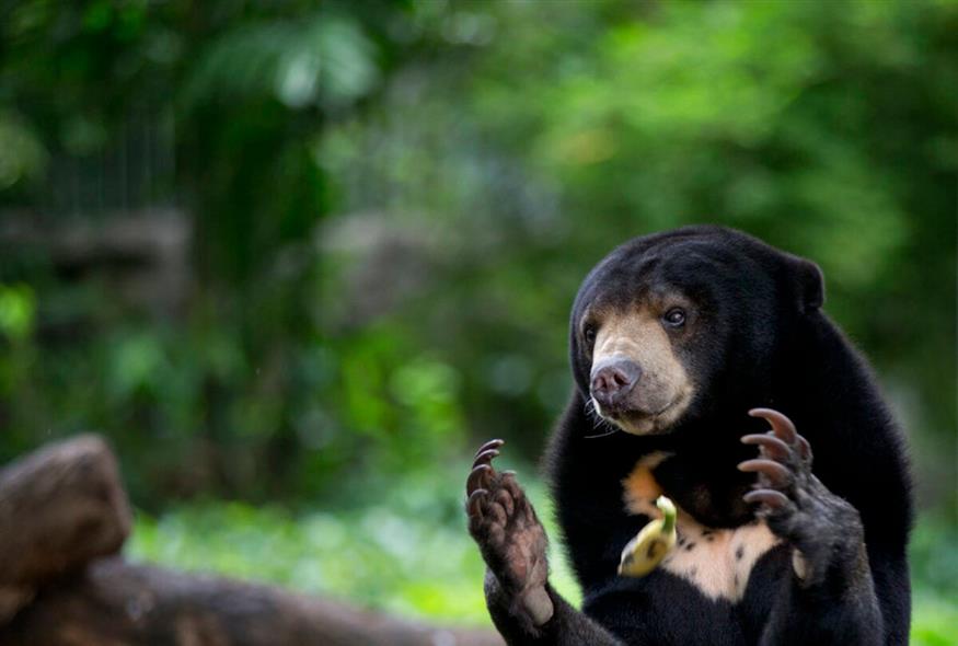 Αρκούδα Μαλαισίας/AP