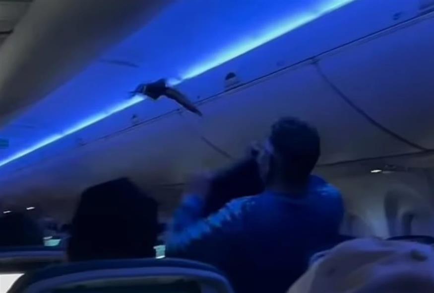 Περιστέρια