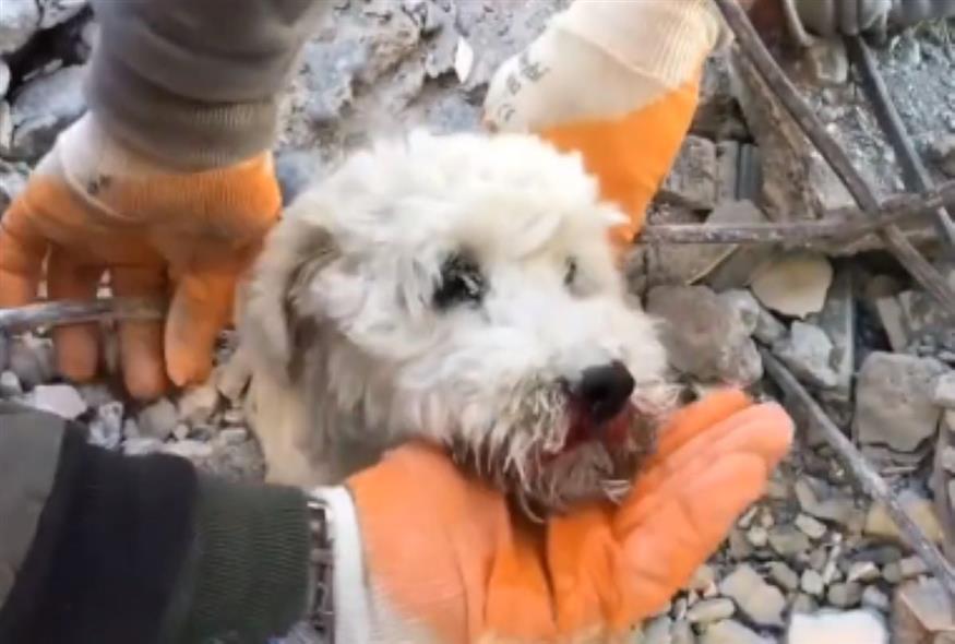 Η στιγμή της διάσωσης ενός μικρού σκύλου από τα συντρίμμια