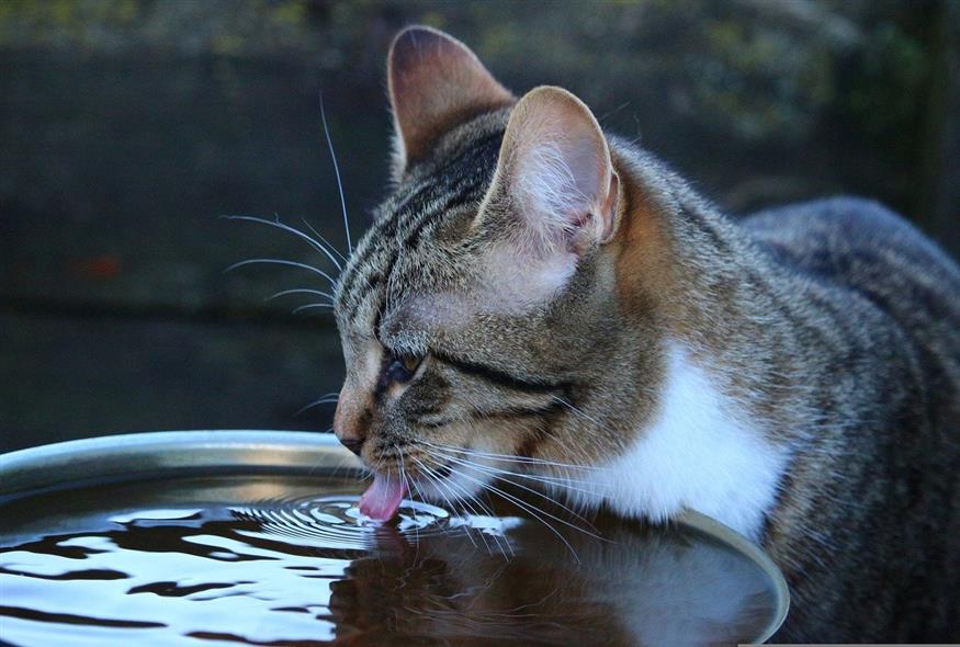 Γάτα πίνει νερό / Pixabay