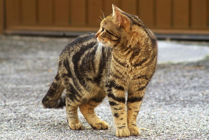 αδέσποτη γάτα/pixabay