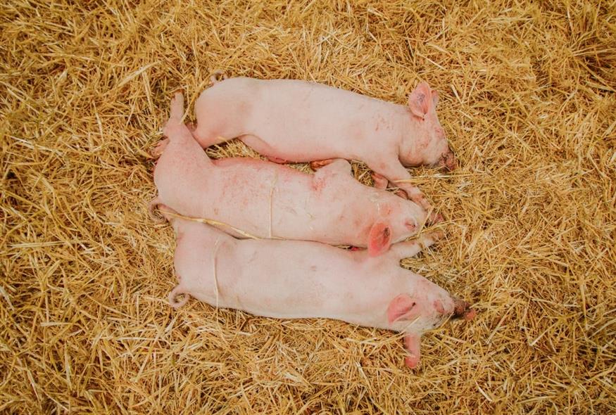 Σέρρες: Κρούσμα αφρικανικής πανώλης σε χοίρους (UNSPLASH)