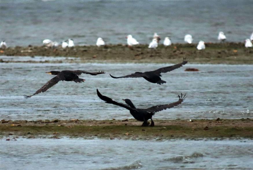 Ερωδιοί, πρασινοκέφαλες πάπιες, σκαλίδρες, χαραδριοί, φλαμίνγκο και μαυροκέφαλοι γλάροι είναι μεταξύ των πνηνών που βρίσκουν καταφύγιο στον υγροβιότοπο Σκάλας Ωρωπού - φωτογραφία carnetdevoyage.gr Ερωδιοί, πρασινοκέφαλες πάπιες, σκαλίδρες, χαραδριοί, φλαμίνγκο και μαυροκέφαλοι γλάροι είναι μεταξύ των πνηνών που βρίσκουν καταφύγιο στον υγροβιότοπο Σκάλας Ωρωπού - φωτογραφία carnetdevoyage.gr