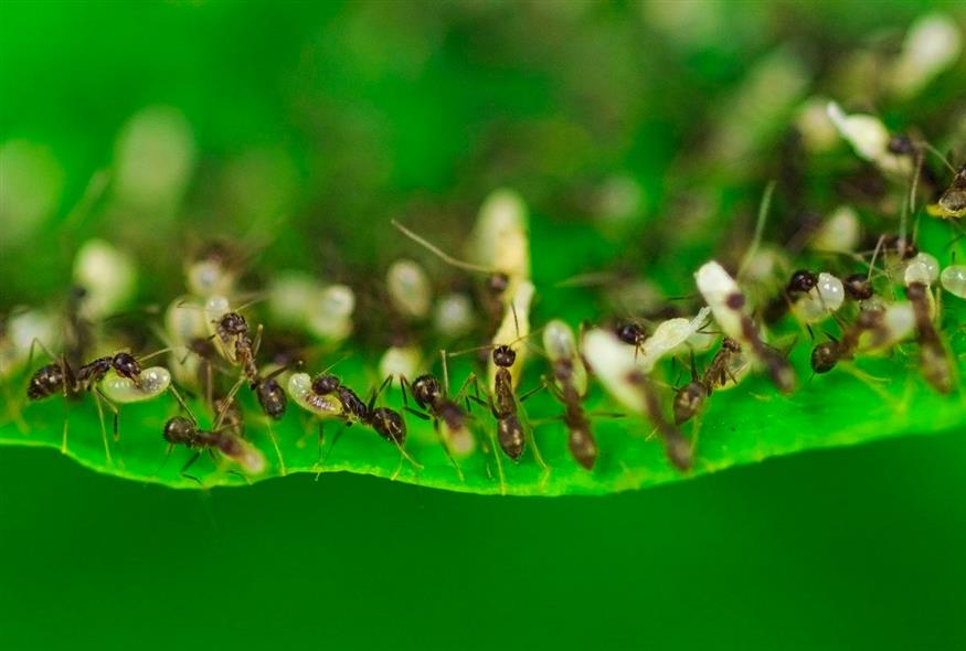 Μυρμήγκια / AP Photo