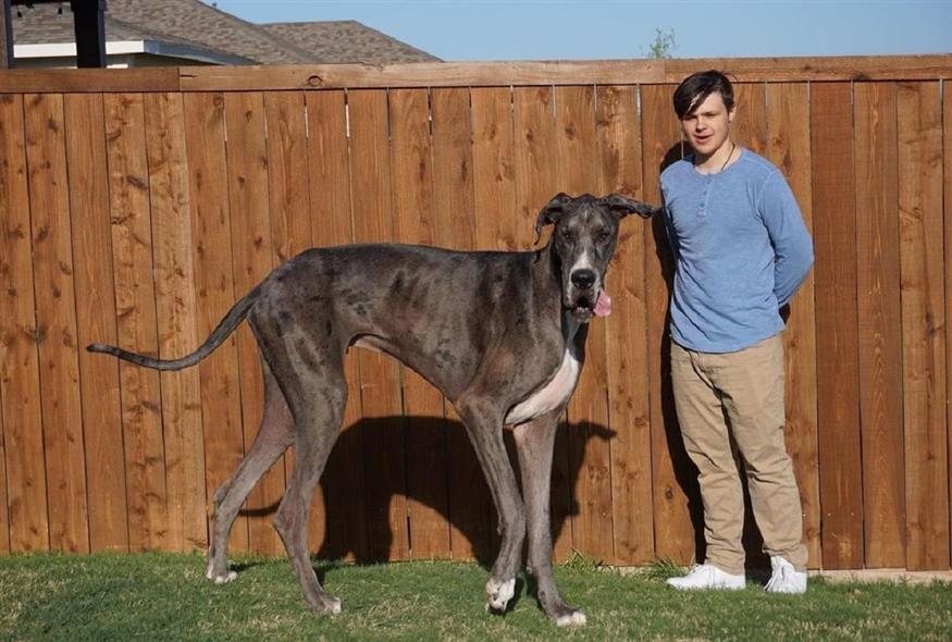O ψηλότερος σκύλος του κόσμου/instagram