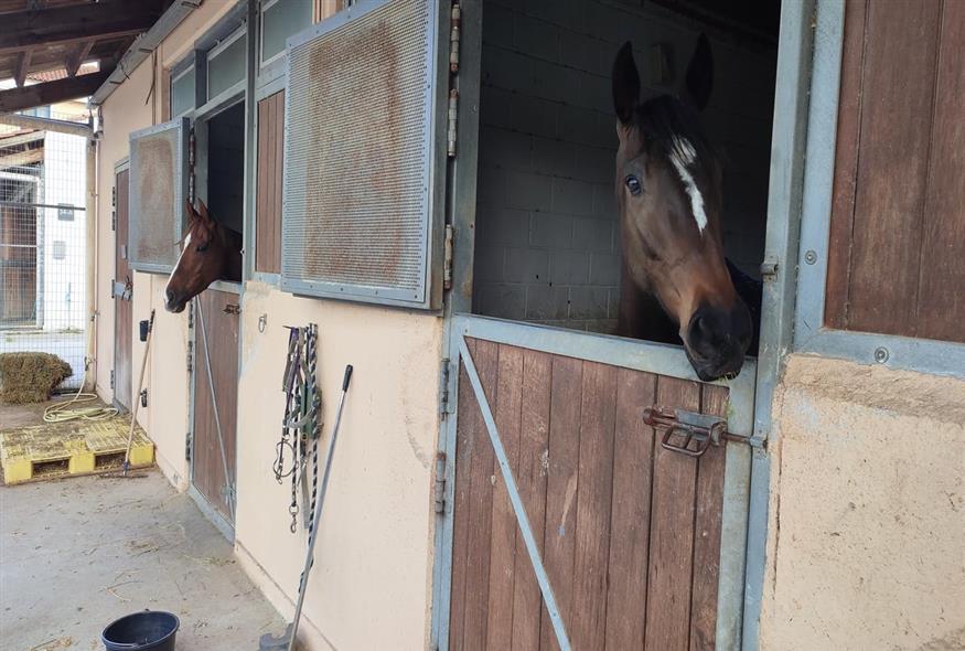 Tα πανέμορφα άλογα περιμένουν στωικά τη στιγμή που θα κάνουν την προπόνηση τους / φωτό Κώστας Ασημακόπουλος για το ethnos.gr