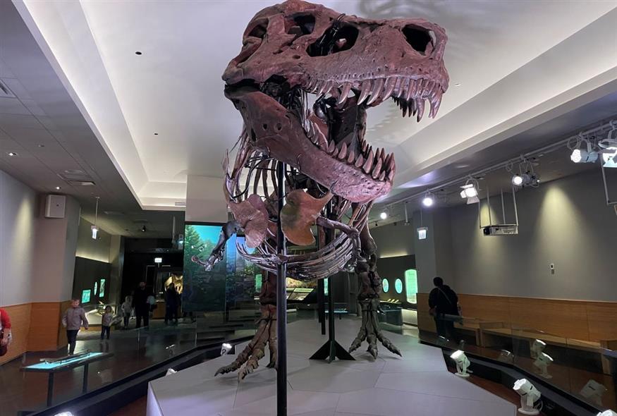 Σκελετός του Τυραννόσαυρου Sue, που εκτίθεται στο Μουσείο Φυσικής Ιστορίας Field στο Σικάγο - Credit: Kate Golembiewski/Field Museum