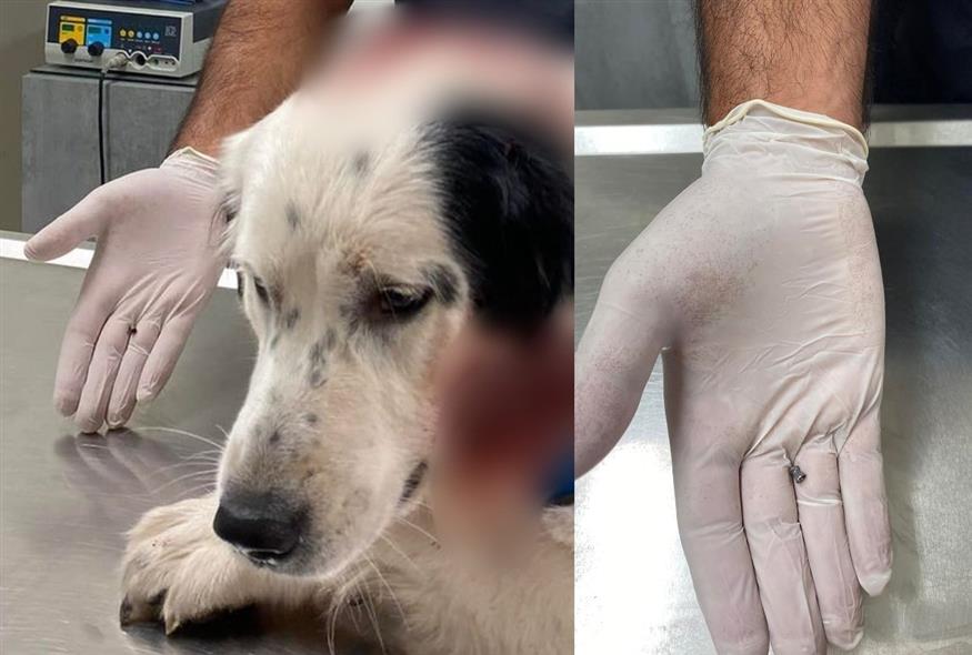 Παλαιό Φάληρο: Πυροβόλησαν σκυλάκι που καθόταν σε αυλή σπιτιού με αεροβόλο όπλο (Nikos Chrysoveridis/Instagram)